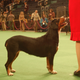 Illustration for article titled Lapdogs And Luxury Boxes: A New-Look MSG Welcomes The Westminster Dog Show